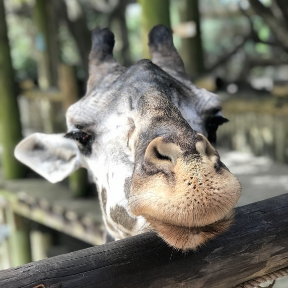 Meet your Posher, Nancy - Picture 2 of 9